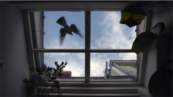 Visuel de Locus Cordis